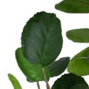 Roślina Dekoracyjna 80 x 77 x 113 cm Kolor Zielony PVC Aralia