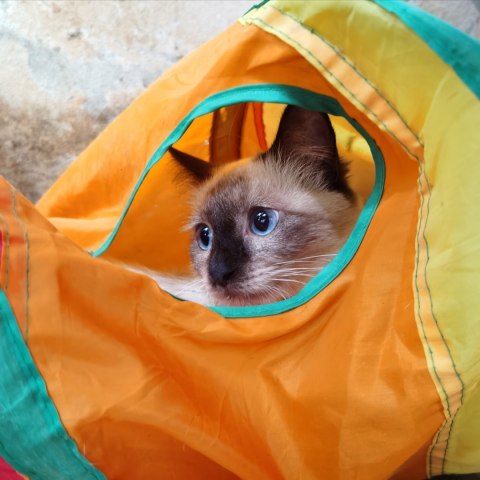 Tunel długi sprężyna zabawka dla kota FIGARO